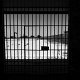 Dario Ferro Copyright - 14Robben Island